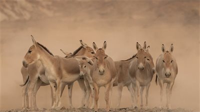 بعد غياب 100 عام.. ولادة أول حمار بري أسيوي على أرض السعودية 