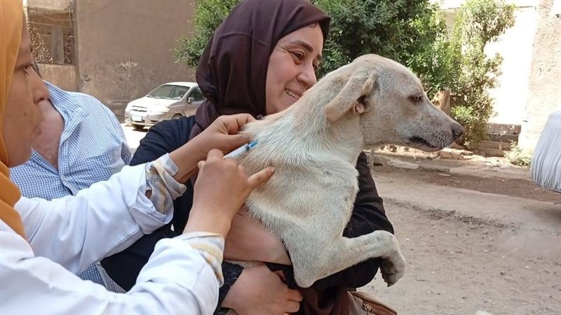 تحصين الكلاب 