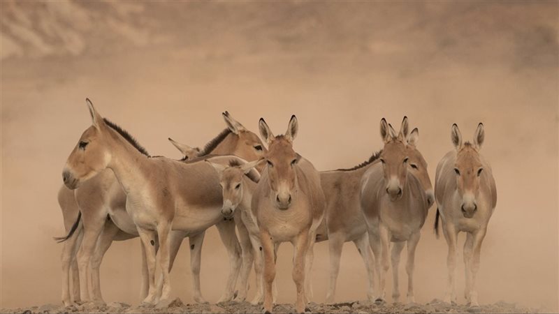 أول حمار بري في السعودية