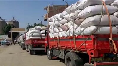 موسم الخير.. استلام 310 ألف طن قمح بصوامع وشون بني سويف عبر 22 موقعا تخزينيا