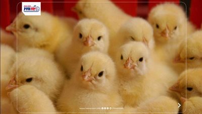 ارتفاعات وتحركات جديدة.. أسعار الكتاكيت اليوم الخميس في الأسواق