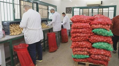 الزراعة: فحص 970 ألف طن بطاطس للتصدير وتعزيز الرقابة بالأقمار الصناعية