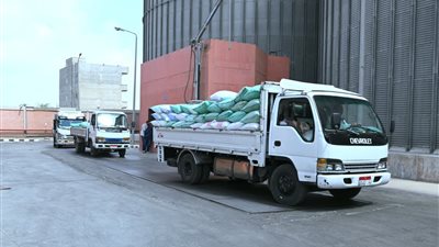 توريد أكثر من 397 ألف طن من القمح منذ انطلاق الموسم حتى صباح اليوم