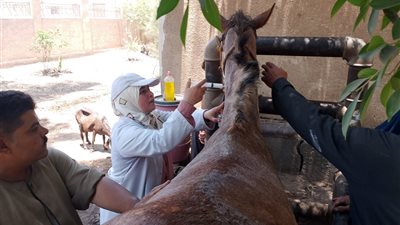 بيطرى الشرقية يُنظم قافلة طبية علاجية مجانية بقرية هربيط بمركز أبوكبير