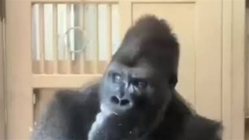 صورة الغوريلا المنتشرة