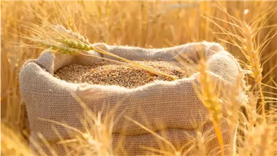 قفزة في توريد القمح المحلي المصري بزيادة 15% مقارنة بالعام الماضي
