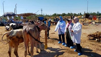 حملات بيطرية مكثفة بسوق جنيفة بالسويس لمتابعة الحالة الصحية للماشية