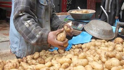 استقرار أسعار الخضروات والفاكهة بأسواق الغربية.. الطماطم والبطاطس 