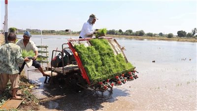 انطلاق  الموسم الجديد للبرنامج البحثي لزراعة وشتل الأرز بكلية الزراعة ببنها