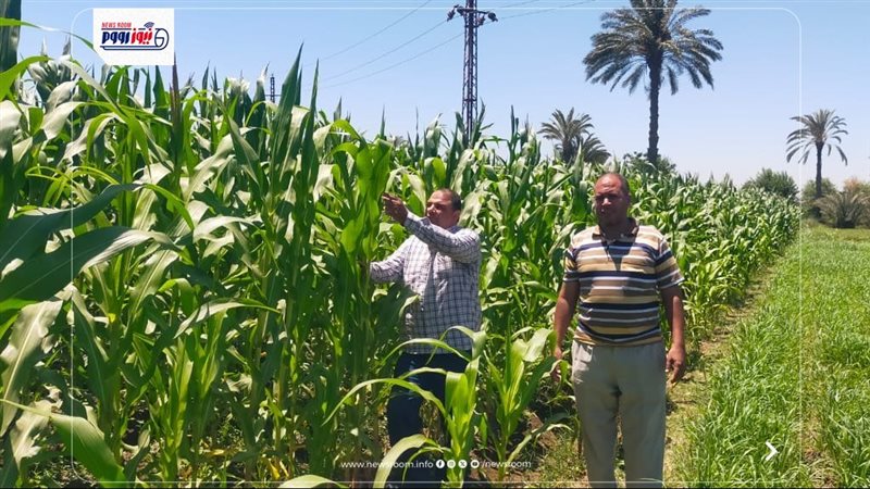 حقول الذرة الشامية