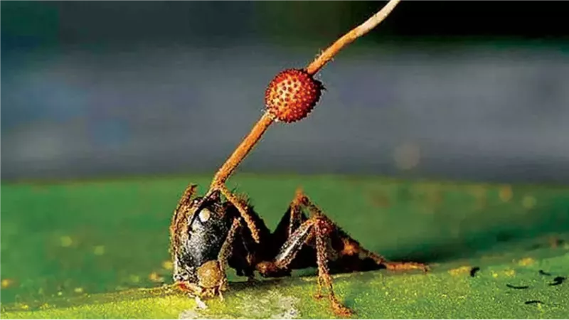 فطر الزومبي