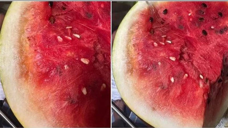 بطيخ