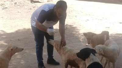 مديرية الطب البيطرى بأسوان تكثف حملات تحصين الكلاب الحرة ضد مرض السعار