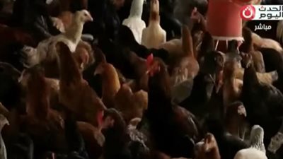 رئيس شعبة الدواجن: البيع بـ58 جنيها رغم أن التكلفة تصل إلى 75