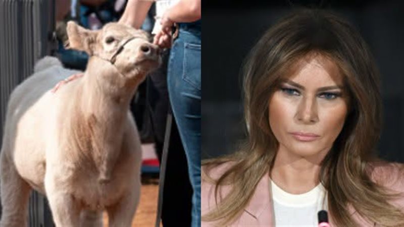 ميلانيا والبقرة ميلانيا