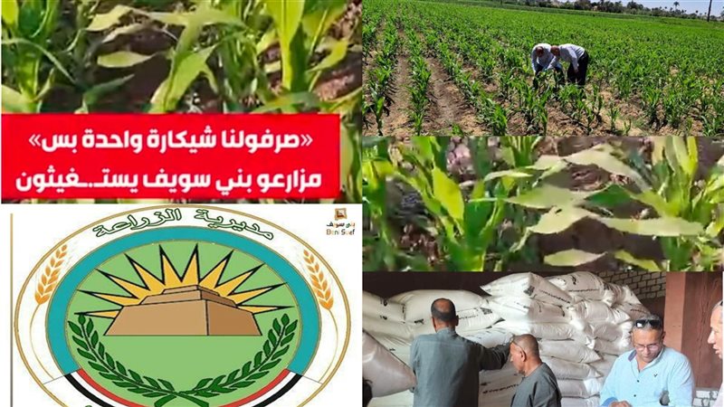 زراعة بنى سويف 