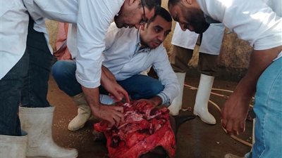 إعدام عجل جاموسي مصاب بالكامل بديدان الساركوسيست داخل مجزر في سوهاج