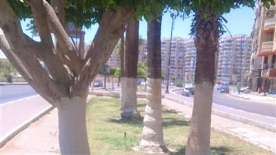 جهاز التجميل والحدائق يواصل دهان جذوع الأشجار بشارع الجلاء بالسويس 