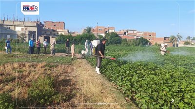 زراعة الفيوم: انطلاق الرشة الأولى لمكافحة ديدان اللوز بمحصول القطن 