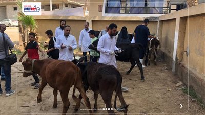 تحصين 49657 ماشية ضد الحمى القلاعية و34155 رأس ضد حمى الوادي المتصدع بالفيوم