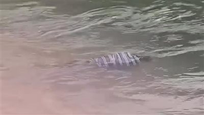 العثور على جثمان طاف على سطح مياه بحر كفر مويس بمدينة بنها 
