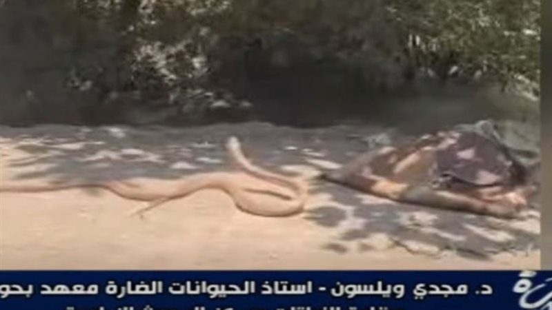الدكتور مجدي ويلسون