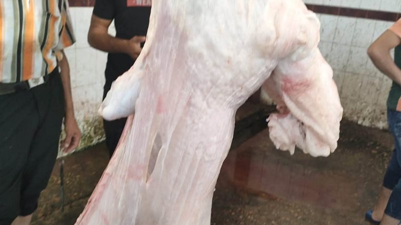 إعدام ذبيحة ضأن مصابة
