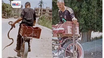 ظهور ثعبان الكوبرا على طريق سنهور القبلية بالفيوم..والأهالي ينجحون في اصطيادها