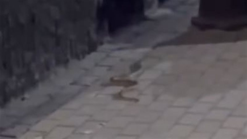 التعبان 
