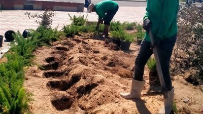 جهاز التجميل والحدائق بالسويس يواصل تطوير الحدائق العامة بزراعة أحواض جديدة 