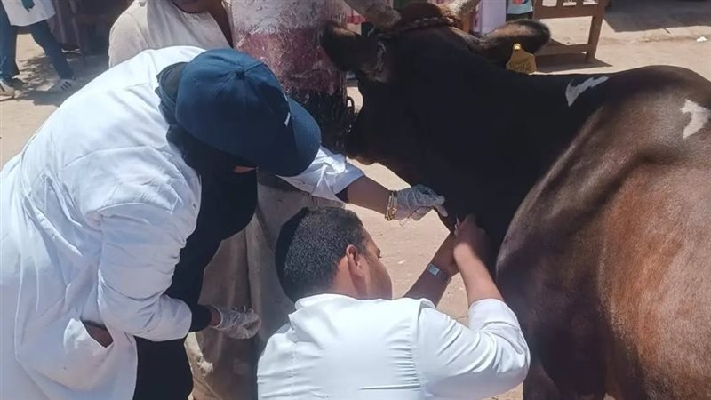 تنظم قوافل بيطرية