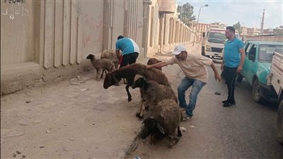 محافظة بورسعيد تمنع سير الماشية والدواب بالشوارع حفاظًا على الأرواح ومظهرها