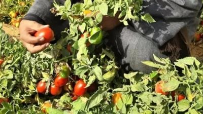 حاتم النجيب: القبة الحرارية لم تؤثر على وفرة الخضروات الحالية|خاص
