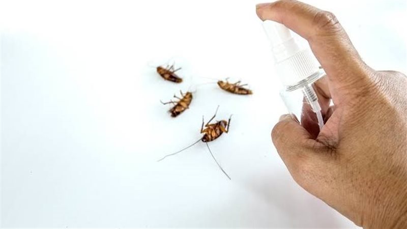 وداعًا لحشرات الصيف