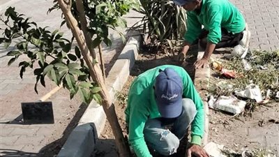 جهاز التجميل والحدائق بالسويس يواصل رفع كفاءة المسطحات الخضراء بشارع ناصر