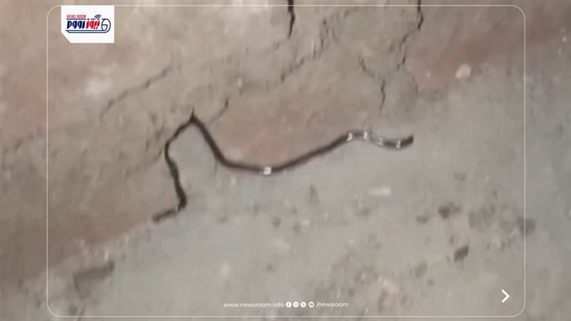الثعبان 