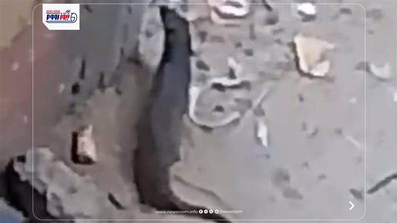 حيوان برى غريب