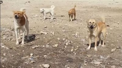 التضامن تشارك في إنفاذ الخطة الوطنية الشاملة لإدارة ملف حيوانات الشارع