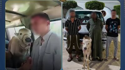 الداخلية تكشف حقيقة فيديو نقل رأس ماشية داخل ميكروباص في البحيرة