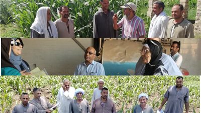 فحص 274 فدان من محصول القطن ومراجعة أرصدة جمعيات بنى سويف من الأسمدة     