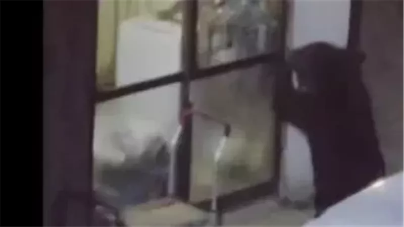 دب يقتحم مطبخ أسرة