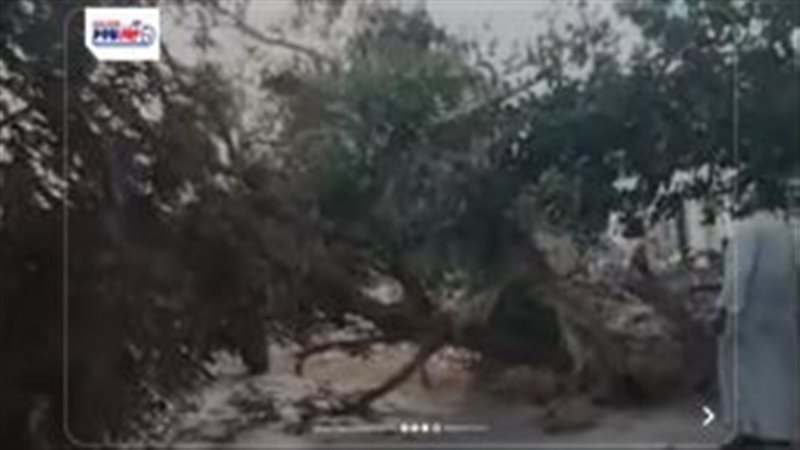 الشجرة