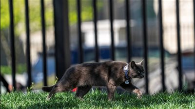  بعد اختراق قطة للبيت الأبيض.. قطط تمكنت من اختراق مناطق الأمنية بالعالم