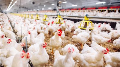 أسعار الدواجن والبيض في مصر اليوم الأحد 25/5/2025.. بكام الفراخ البلدي؟