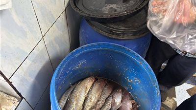 ليلة شم النسيم.. ضبط 50 كجم من الأسماك المملحة غير صالحة بدمياط