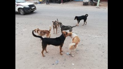 «الرحمة بالحيوان».. أول تعليق لصاحب تريند إطعام الكلاب