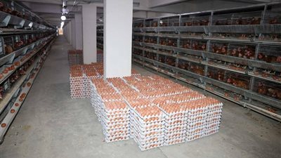 بـ 120 جنيهًا للكرتونة.. تعرف علي أماكن منافذ بيع بيض المائدة في مراكز المنيا