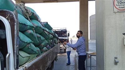 صوامع المنيا تستقبل 21 ألف طن من القمح في موسم الحصاد