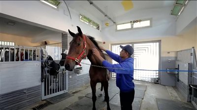 وادي الفروسية يستضيف البطولة الثانية لقفز الموانع ..