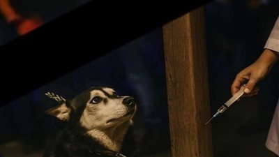 أحمد ترك يُدين قتل الكلب «هاسكي».. فساد في الأرض وكبيرة من الكبائر